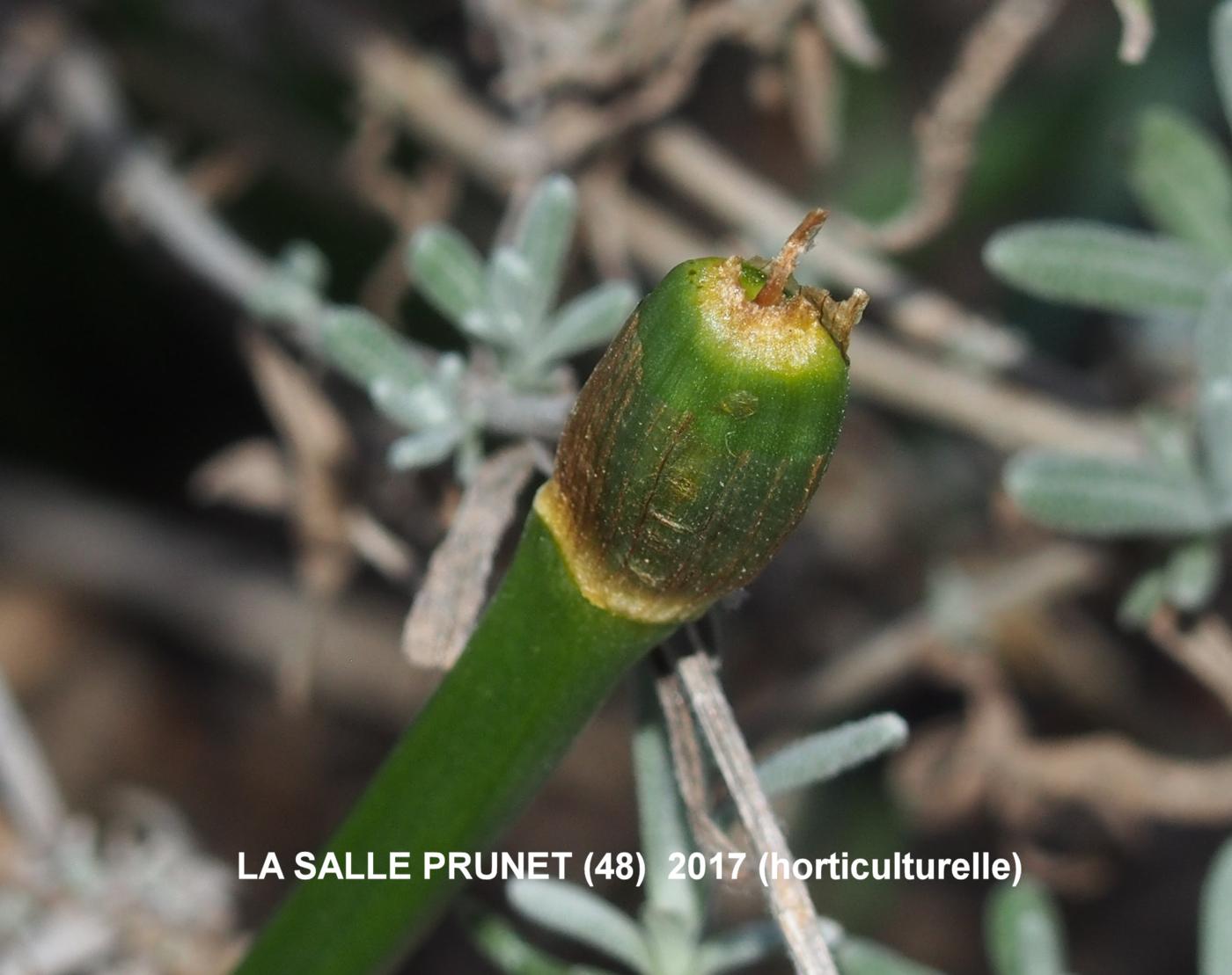 Autumn daffodil fruit